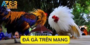 Bí kíp chơi đá gà trên mạng từ A đến Z